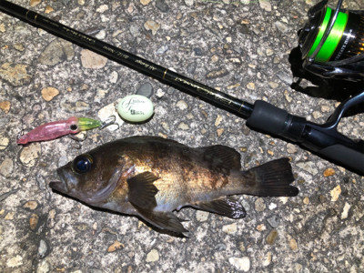 ホタルイカパターン