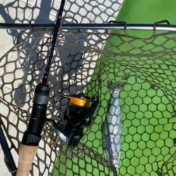 服部緑地　プールトラウト