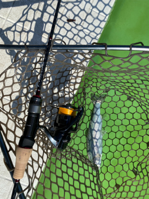 服部緑地　プールトラウト