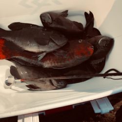 磯でグレ釣り