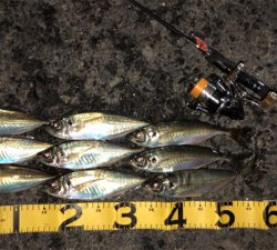 アシングナイト(久々の爆釣)