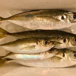 アジング自己新記録1cm更新(^^)