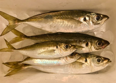 アジング自己新記録1cm更新(^^)