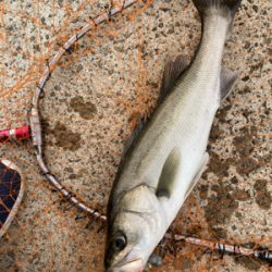 防波堤でシーバスボイル発生！！