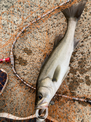 防波堤でシーバスボイル発生！！