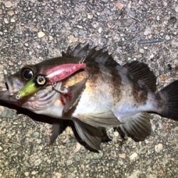 ホタルイカパターン