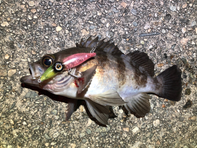 ホタルイカパターン