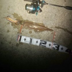 根魚いっぱい、ヤリイカ一杯