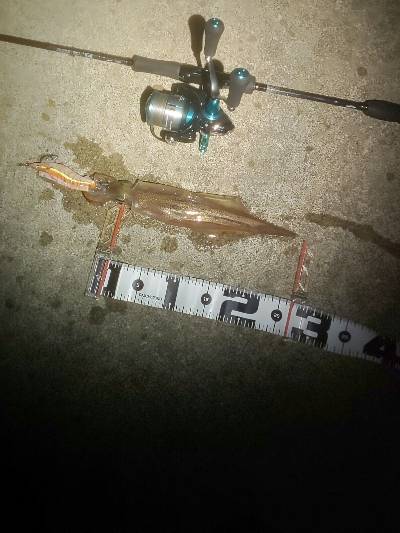 根魚いっぱい、ヤリイカ一杯