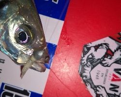 アジング練習 248