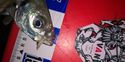 アジング練習 248