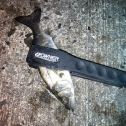 ライズはセイゴでした