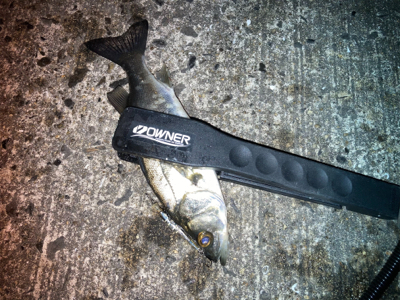 ライズはセイゴでした