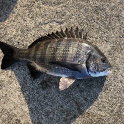 朝から上潮でエビ撒き