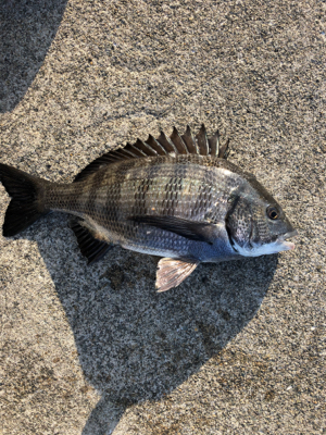 朝から上潮でエビ撒き