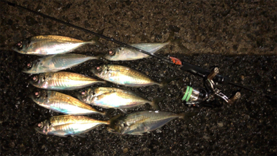 アジングナイト(雨)