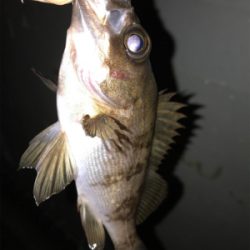 上昇傾向メバリング