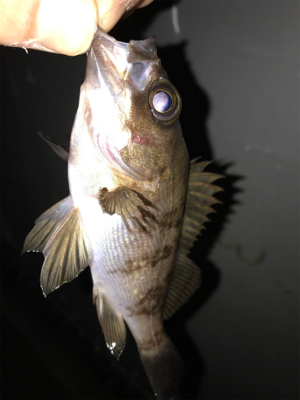 上昇傾向メバリング