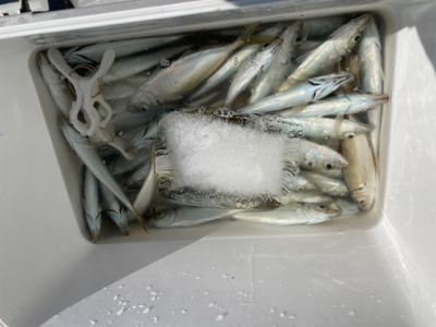 つり幸　LTアジ