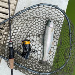 服部緑地でプールトラウト、放流日