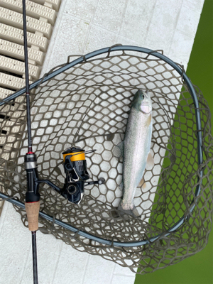 服部緑地でプールトラウト、放流日