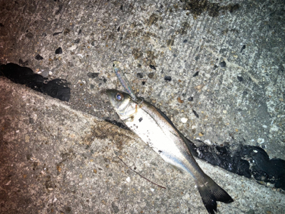 メバルプラッギング