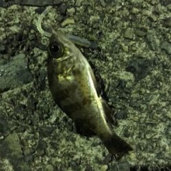 ナイトアジング