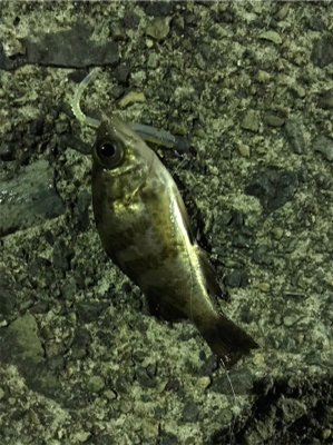 ナイトアジング