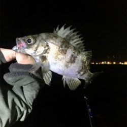 ベイトフィネスメバル