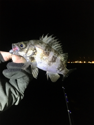 ベイトフィネスメバル