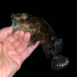 メ・・、ガシラ狙いだったよ！最初っから