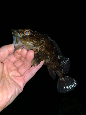 メ・・、ガシラ狙いだったよ！最初っから