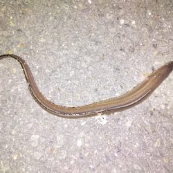 黒鯛の刺身おあずけ