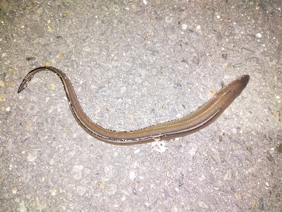 黒鯛の刺身おあずけ