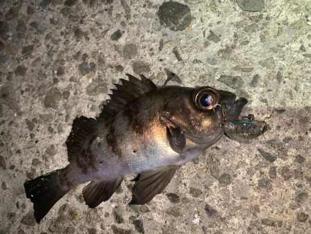 メバル(プラッキング)②