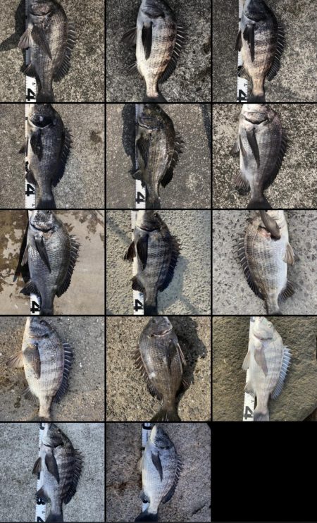 イチノ兄弟、釣果！