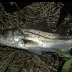 イナッコパターン