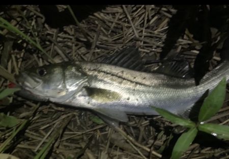 イナッコパターン