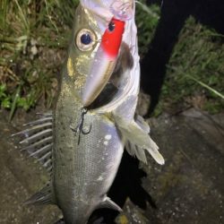 上げ潮でシーバス