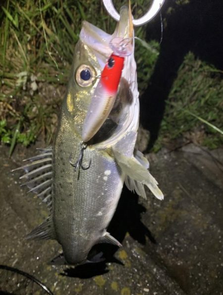 上げ潮でシーバス