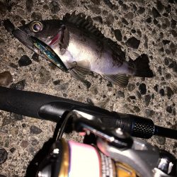 ライトゲーム&ボトム泳がせ！！