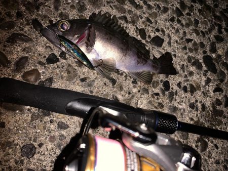 ライトゲーム&ボトム泳がせ！！