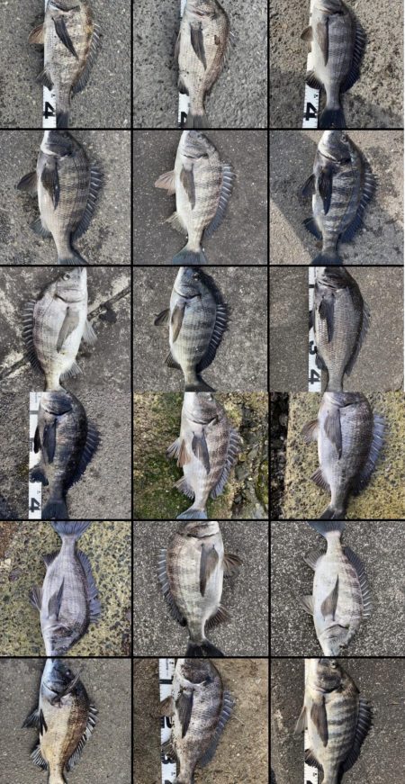 イチノ兄弟、釣果!