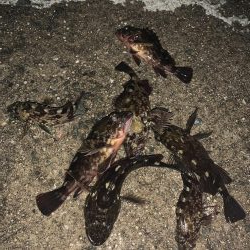 漁港ワーム炸裂