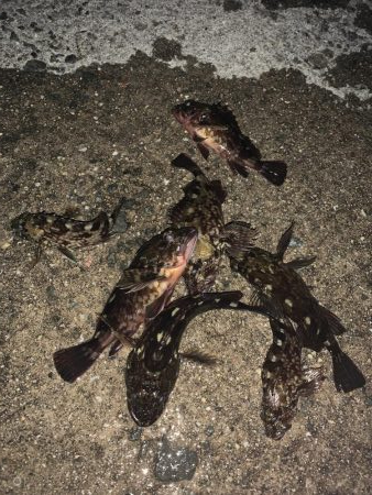 漁港ワーム炸裂