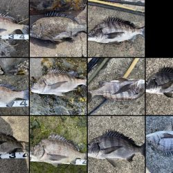 イチノ兄弟、釣果！