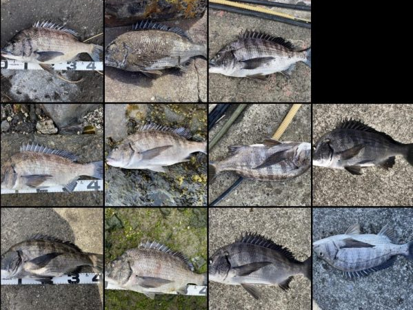 イチノ兄弟、釣果！