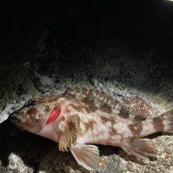 泉南メバリング