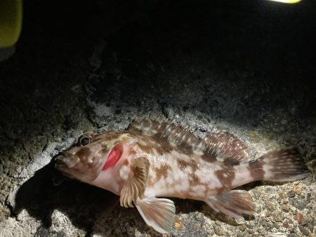 泉南メバリング