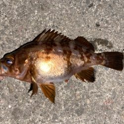 サビキとライトゲームで五目